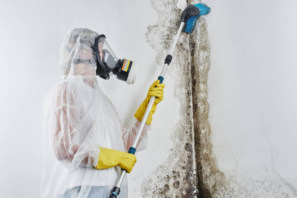 Best Black Mold Removal  in Nemacolin, PA