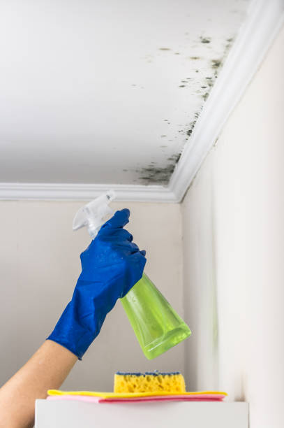 Best Professional Mold Removal  in Nemacolin, PA